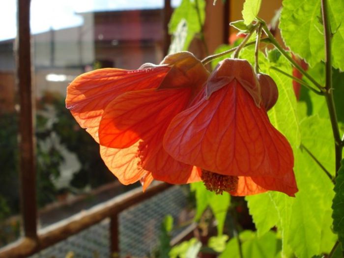 inflorire continua (3) - abutilon