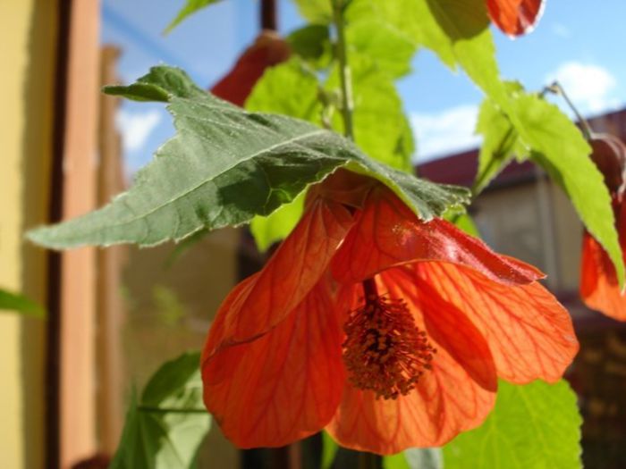 inflorire continua (4) - abutilon