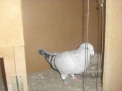 93199513_YJVNZDS - m---PORUMBEI VANDUTI