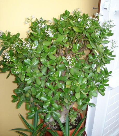 semne de inflorire (1)