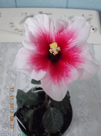 17 noiembrie 2013-flori 053 - hibiscus pink dream