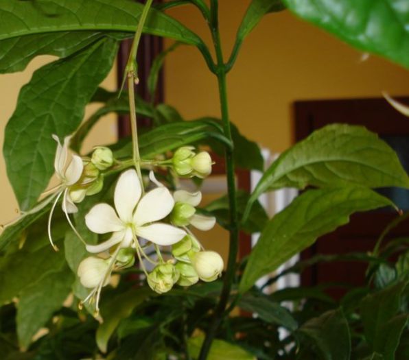 mijloc de noiembrie (2) - clerodendron wallichii - prospero