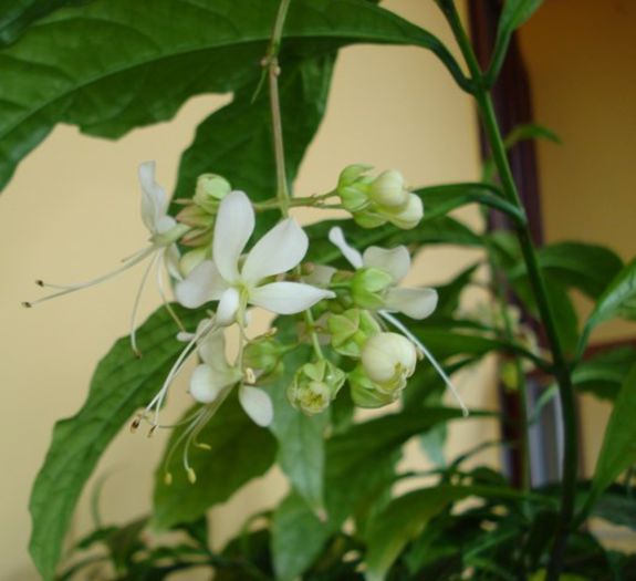 mijloc de noiembrie (3) - clerodendron wallichii - prospero