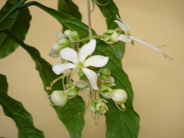 mijloc de noiembrie (4) - clerodendron wallichii - prospero