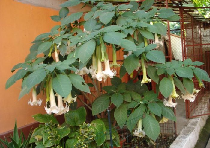 flori de toamna (2) - brugmansia