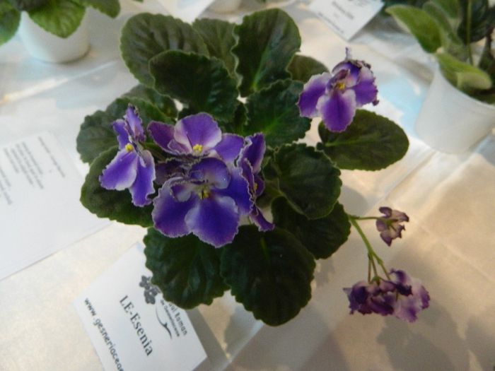 DSCN1784 - EXPOZITIA DE VIOLETE SI ALTE GESNERIACEA NOIEMBRIE 2013