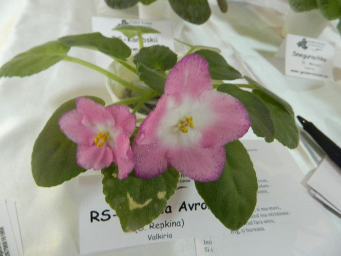 DSCN1801 - EXPOZITIA DE VIOLETE SI ALTE GESNERIACEA NOIEMBRIE 2013