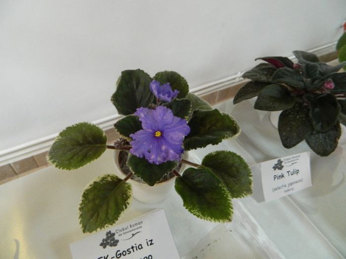 DSCN1800 - EXPOZITIA DE VIOLETE SI ALTE GESNERIACEA NOIEMBRIE 2013