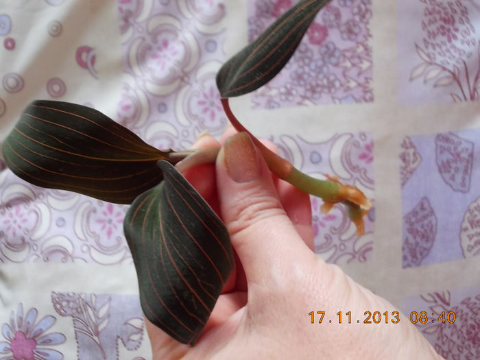 17 noiembrie 2013-flori 081 - orhidee ludisia