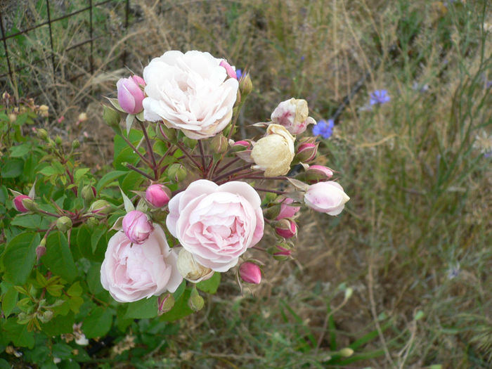 P1230363-Blush Noisette-iun.2013 - Blush Noisette