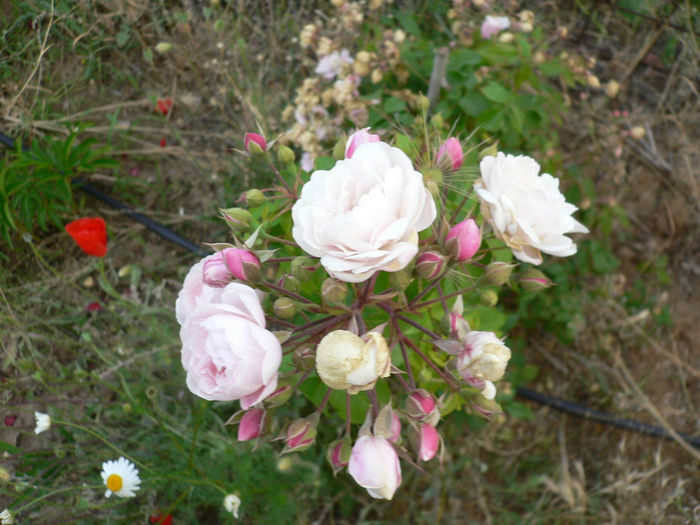 P1230364-Blush Noisette-iun.2013