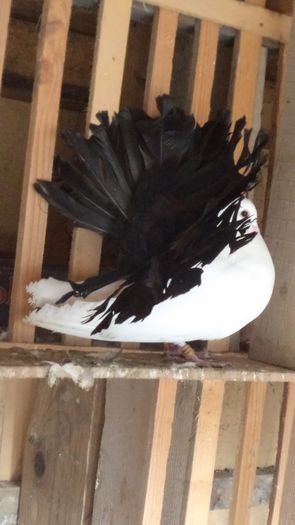 DSC04566 - Voltati albi coada neagra2016 Arhiva