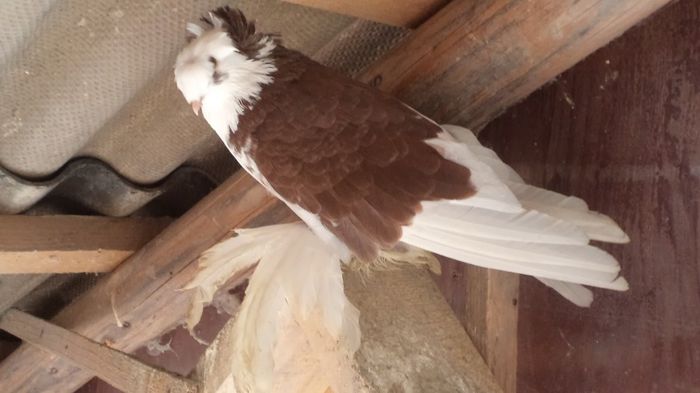 TINERET SPERANTE 2013 PENTRU 2014