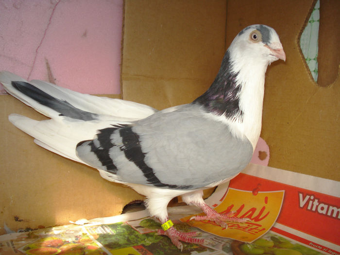 DSC03012 - de vanzare galateni de bucurestis si de craiova