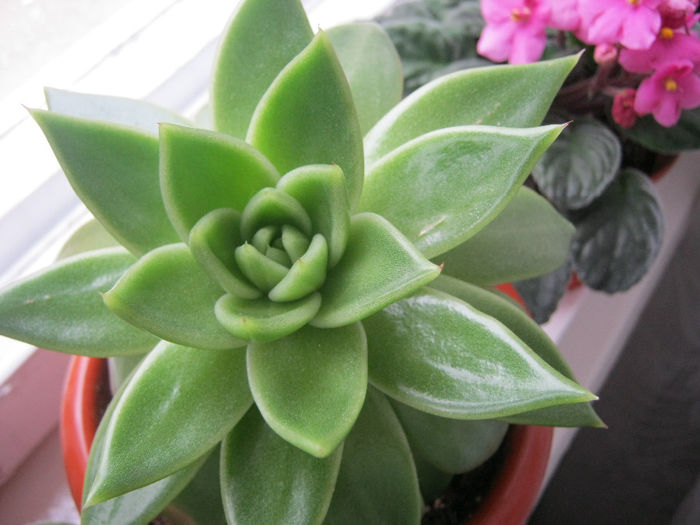 IMG_2159 - Florile mele 2