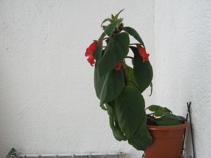 IMG_2173 - Florile mele 2