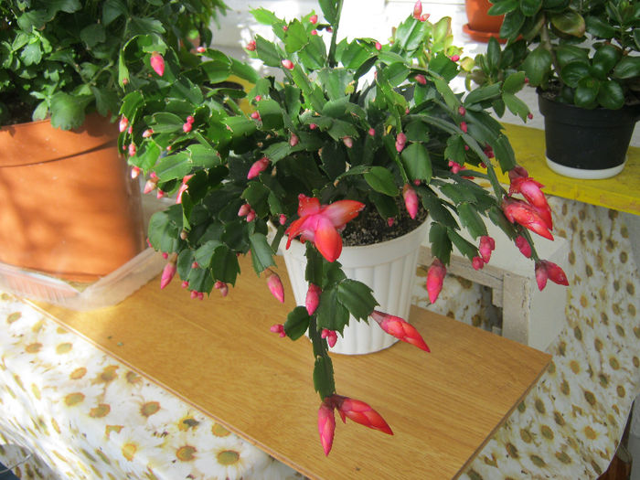 IMG_2191 - Florile mele 2