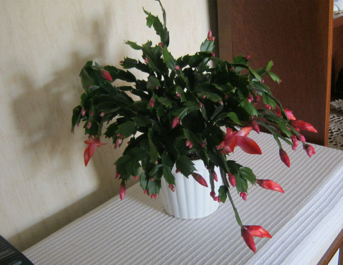 IMG_2193 - Florile mele 2