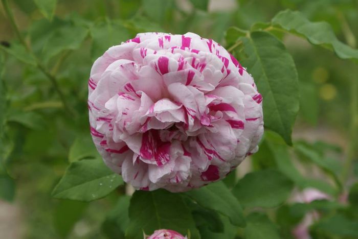 variegata di bologna cumparat