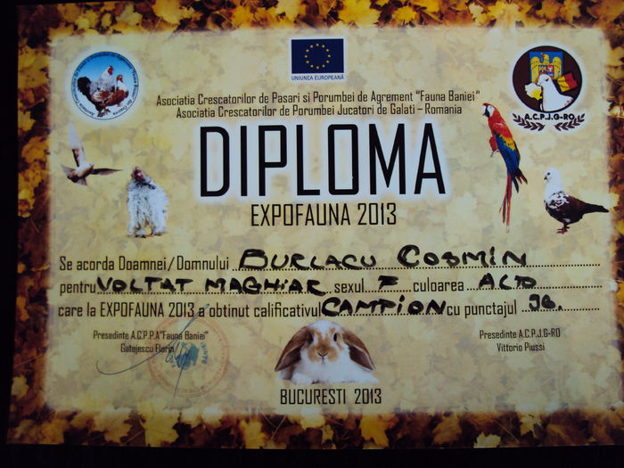 DSC04922 - Rezultate expo 2013 - EXPOFAUNA