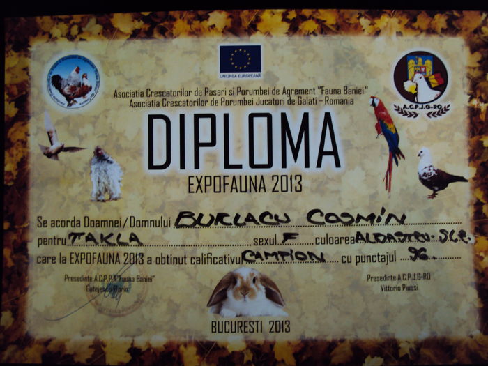 DSC04923 - Rezultate expo 2013 - EXPOFAUNA
