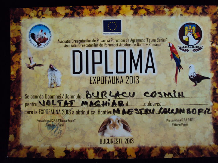 DSC04924 - Rezultate expo 2013 - EXPOFAUNA