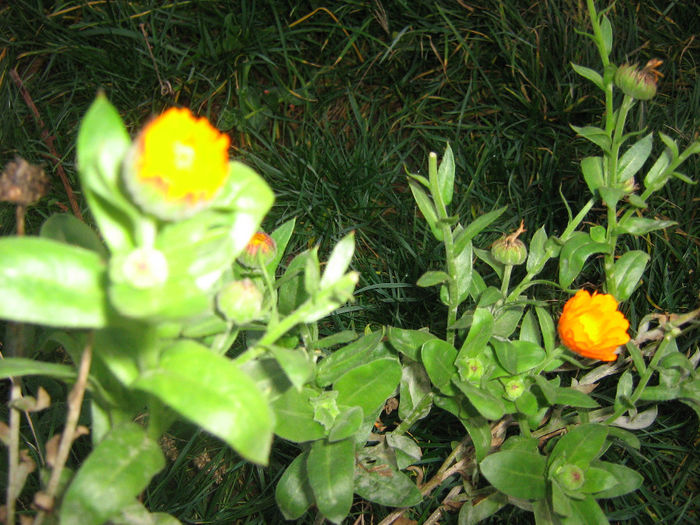 sunphotofelicita 080