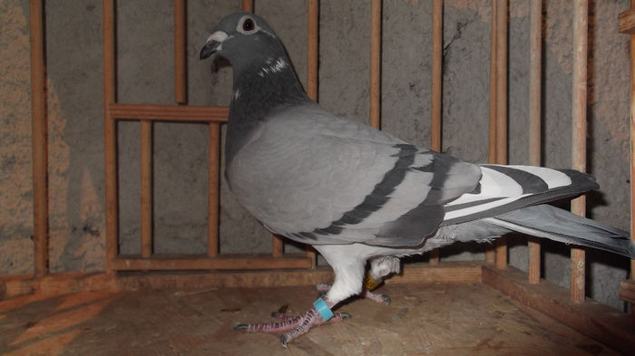 DV-09-443 MERWE&SCHELLENS-JANSSEN&NEBEL L