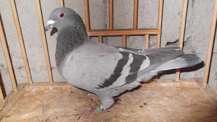 DV-2184-12 JANSSEN X VANDENABEELE X SCHELLENS(roper)