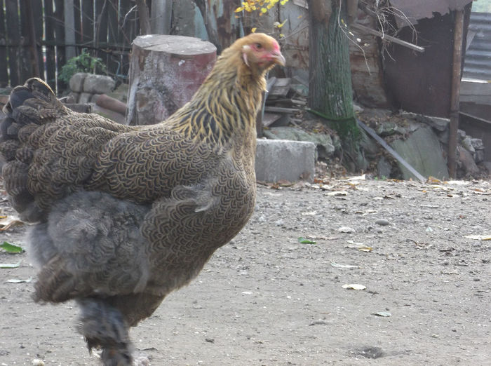 DSCF4355 - Pui brahma 2013