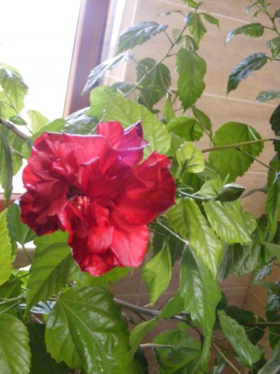 DSCF0084 - Hibiscus 2013 2014 2015-2016