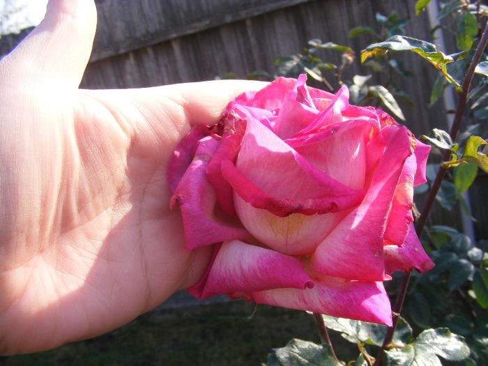 DSCF0045