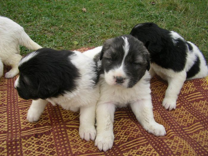 SANY1394 - CUIB 2 MOLDA