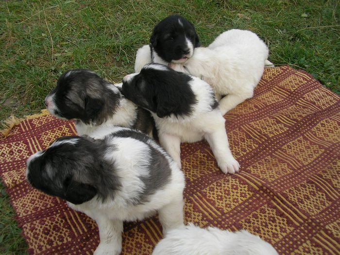 SANY1395 - CUIB 2 MOLDA