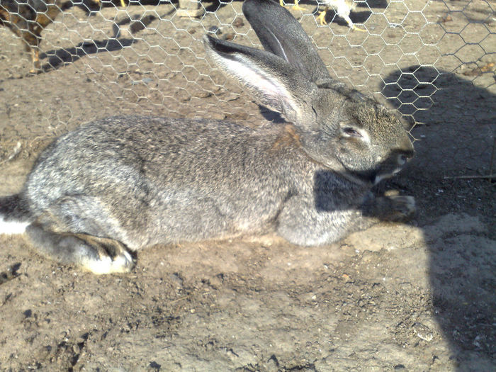 ESTE CEL INTACAT LA 40 zile