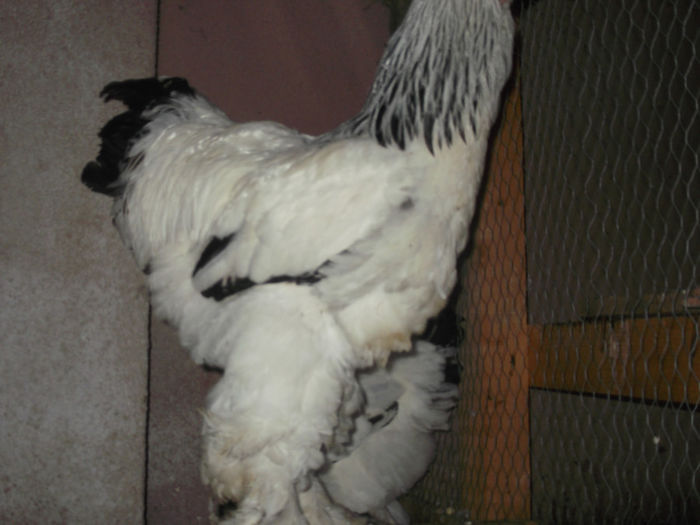 cocosul nu incape in poza; cocos bhd
