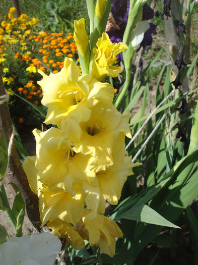 DSC00677 - Gladiole