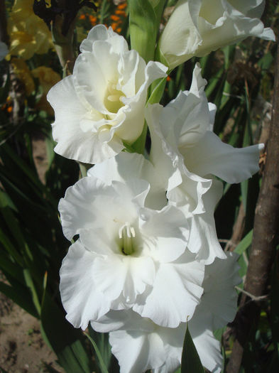 DSC00678 - Gladiole