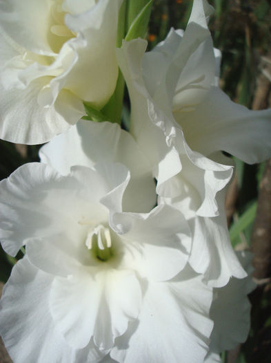 DSC00679 - Gladiole