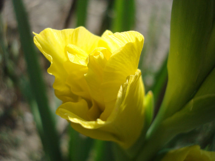 DSC00683 - Gladiole