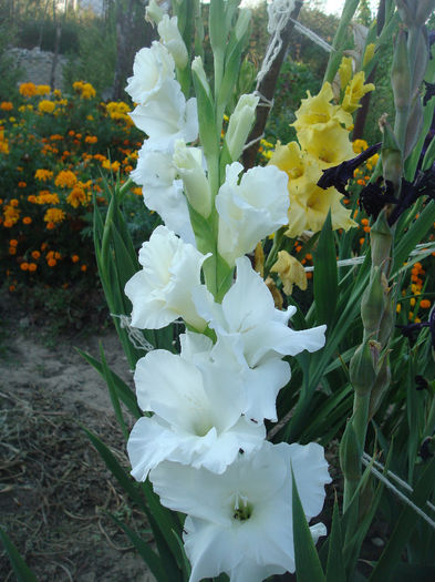 DSC00712 - Gladiole