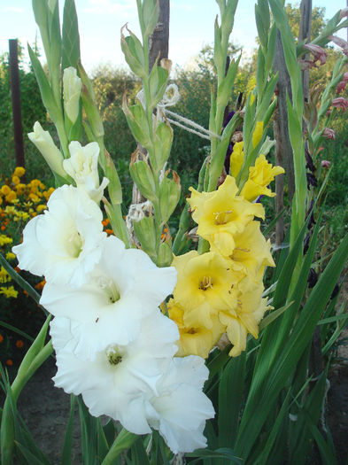 DSC00716 - Gladiole