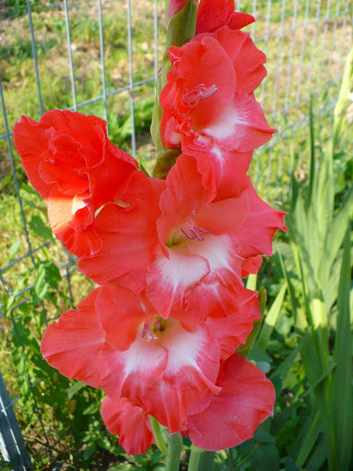 P1120427 - Gladiole