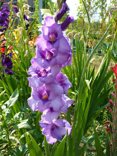 P1120432 - Gladiole