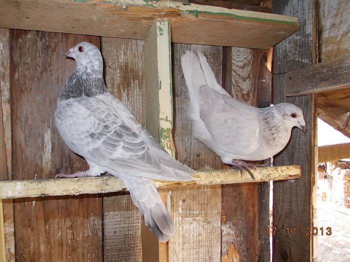 Per 2 - 05 Imagini din voliera si din viata lor