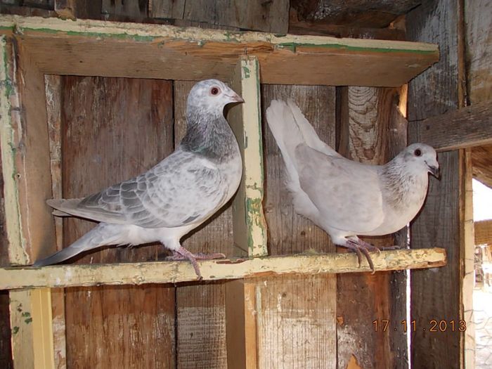 Per 2 F 2013 & M 2013 - 05 Imagini din voliera si din viata lor