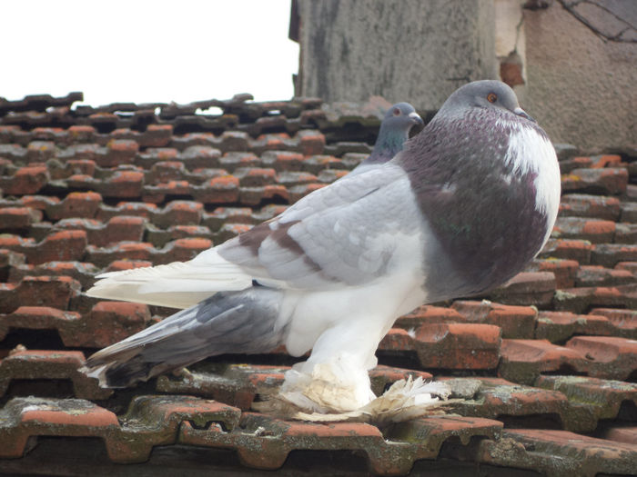 DSC01016   mascul - 6-B-Pui Gusat-2013