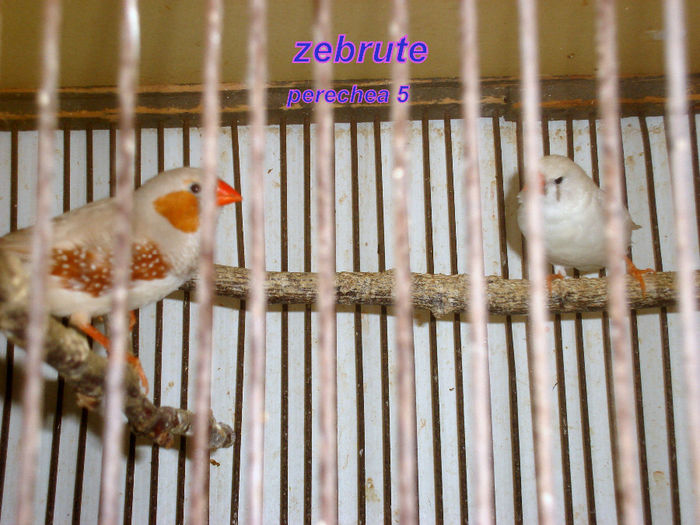 Perechea 5 - 8-ZEBRUTE