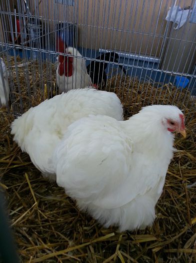 097 - expozitie agronomie