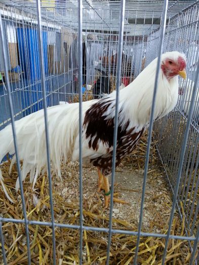 101 - expozitie agronomie